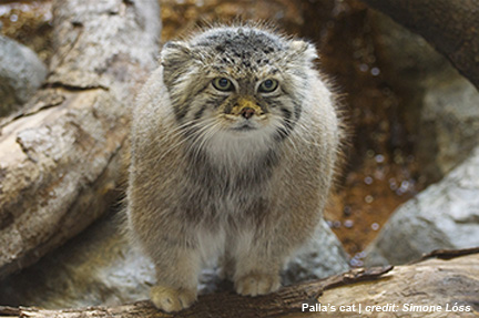 Manul