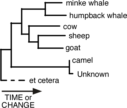Unknown added to phylogenetic tree