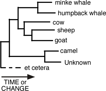 Another unknown added to phylogenetic tree