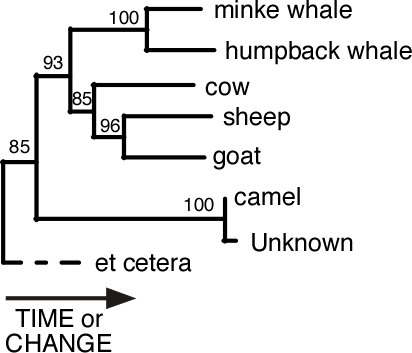 Phylogenetic tree with bootstrap proportions